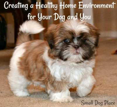 Creating a Healthy Home Environment for Your Dog and You