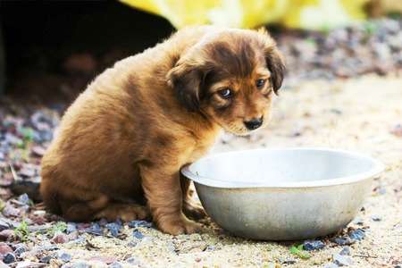 Your mealtime and your small dog's meal should be separate to prevent begging and other health problems.