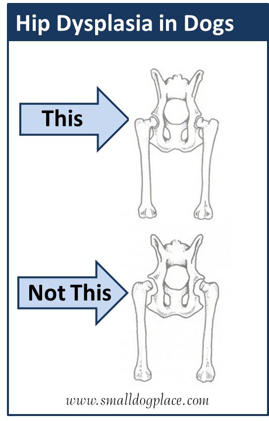 hip dysplasia in small dogs