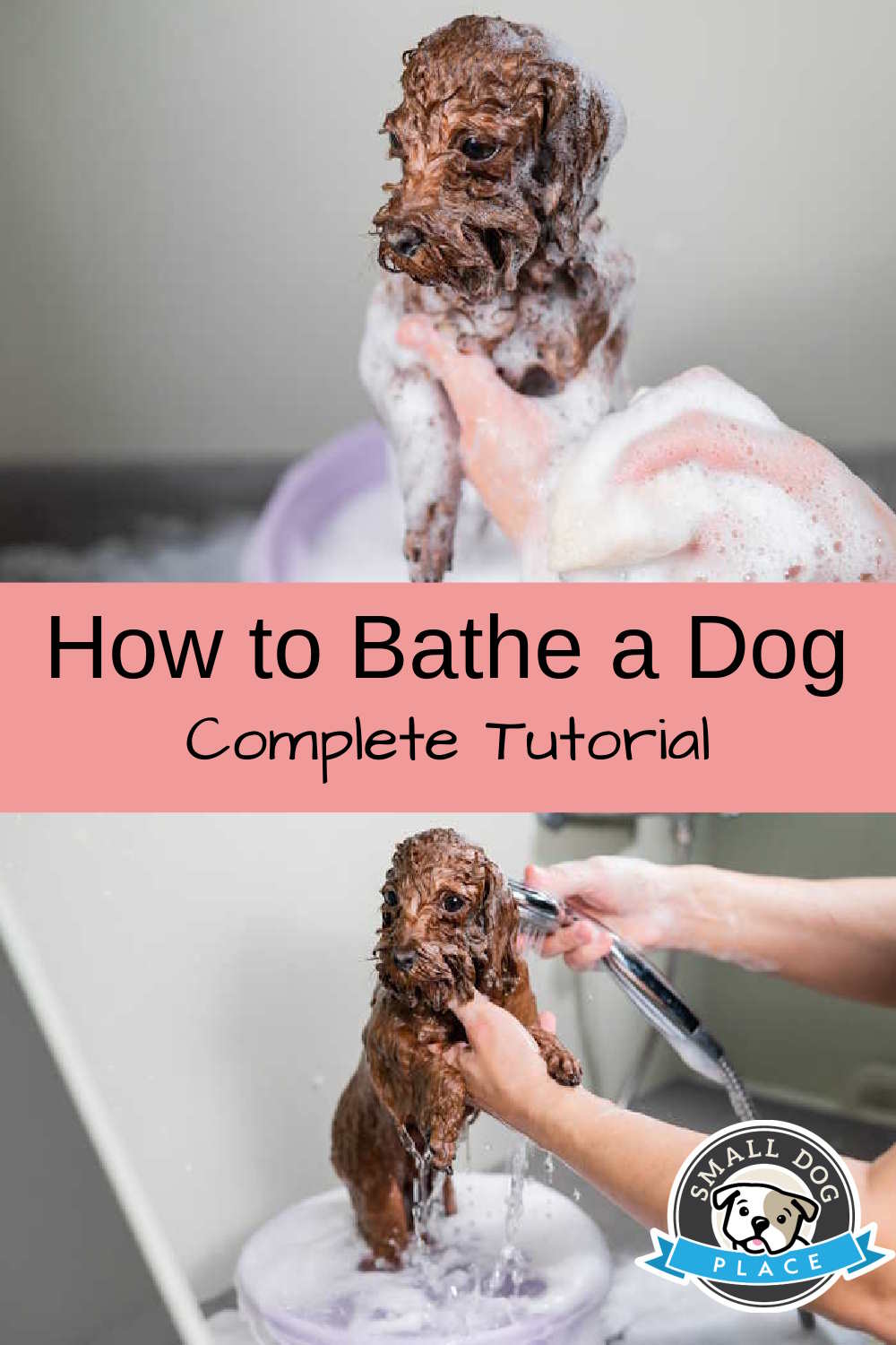 Photos of a toy poodle being given a bath, pin image