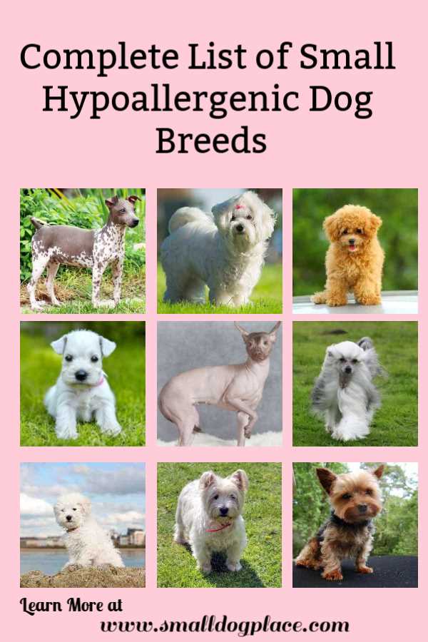 small hypoallergenic dog breeds