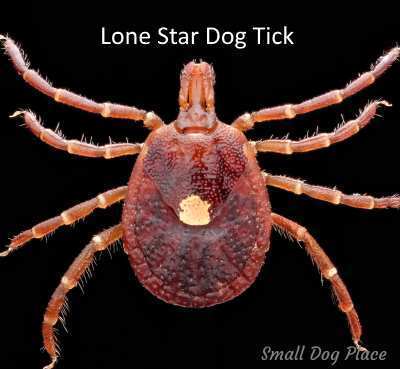 tick identification lonestar deer tick dog