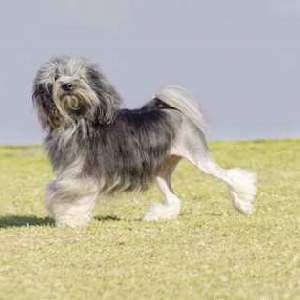 All Small Dog Breed List: A to Z with Pictures & Descriptions