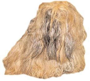 Matted Dog Ten Tips for Removing Mats from your long