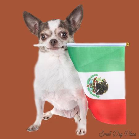 mexican chihuahua dog