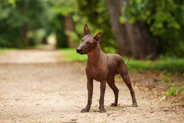small mexican dog breeds