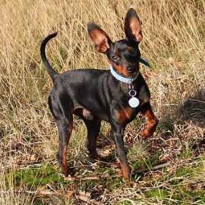 All Small Dog Breed List: A to Z with Pictures & Descriptions