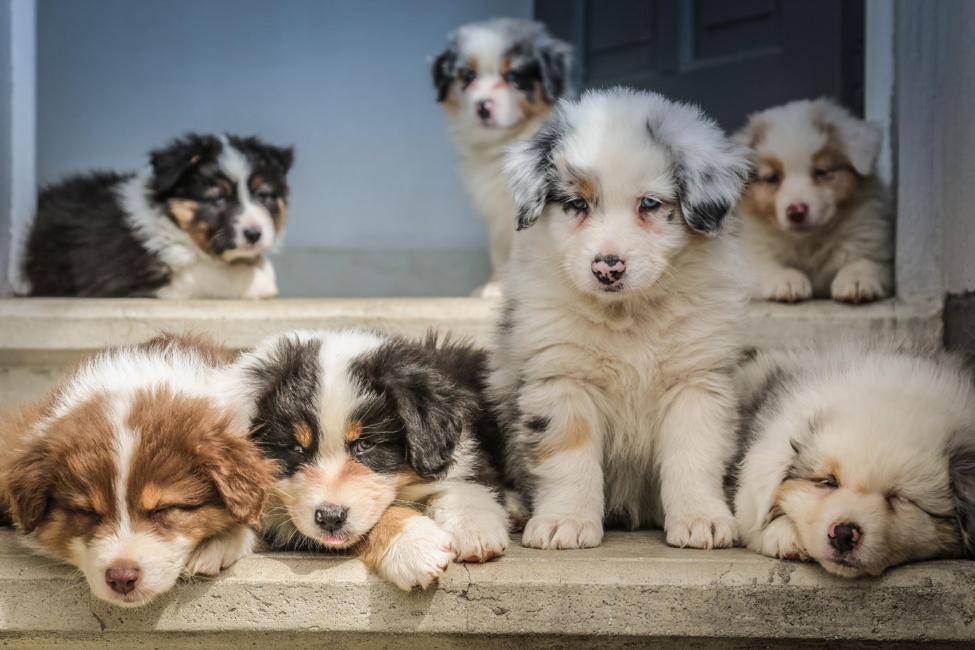 mini border collie puppies