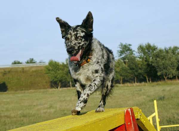 A Mudi walking on some agility equipment