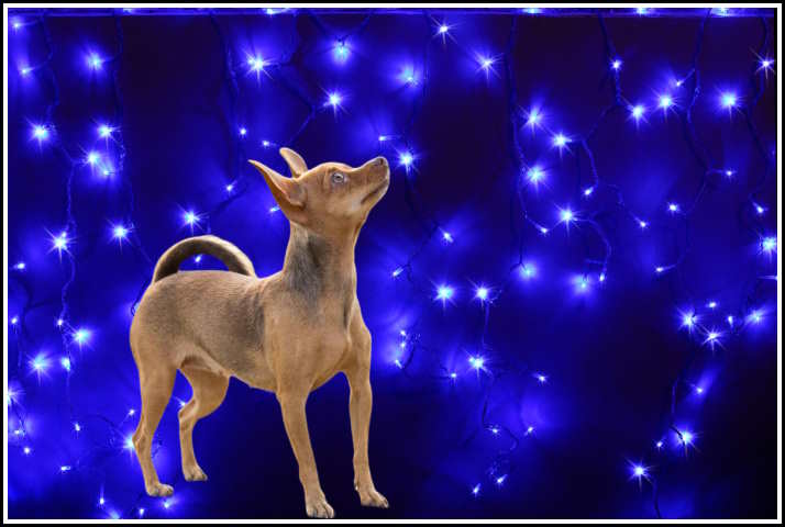 A small chihuahua looking upward in front of a field of blue neon lights