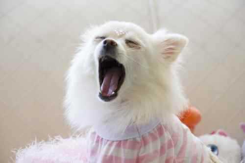 A nervous dog or puppy is showing signs of anxiety by yawning