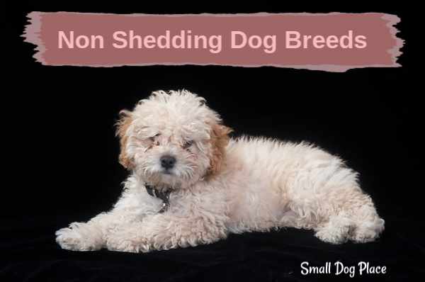small non shedding dogs for sale