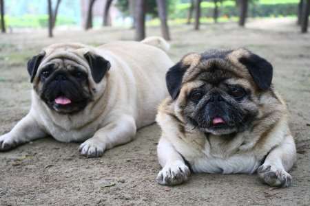 small fat dogs