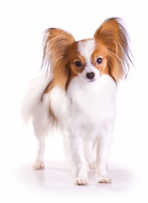 Fluffy Small Breed Dogs