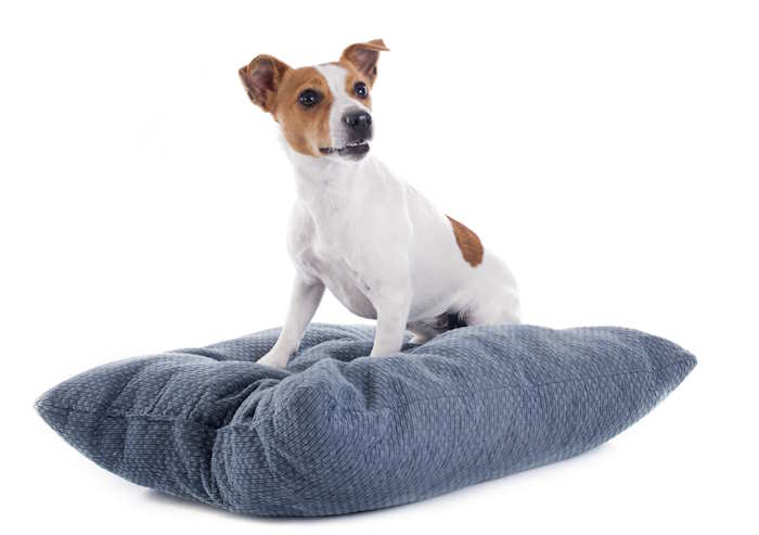 A Jack Russel Terrier is sitting on a dog bed