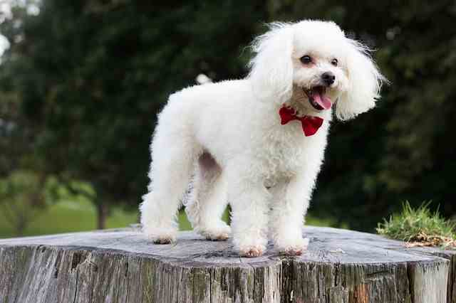 toy poodle hypoallergenic