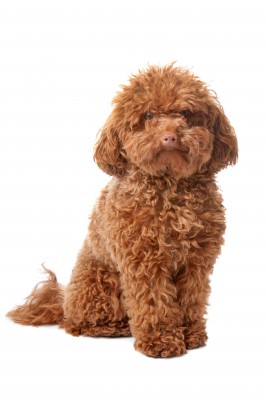 toy poodle dog breed