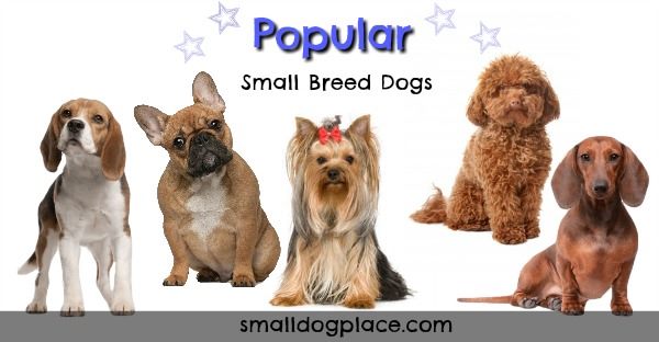 Popular Small Breed Dogs: Whose Popular, Whose Not