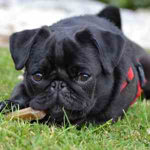 Adorable Pug Dog Black Colour