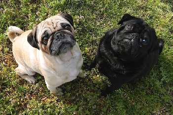 Two pugs are looking up at the camera.