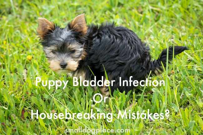 Why Do Puppies Get Bladder Infections