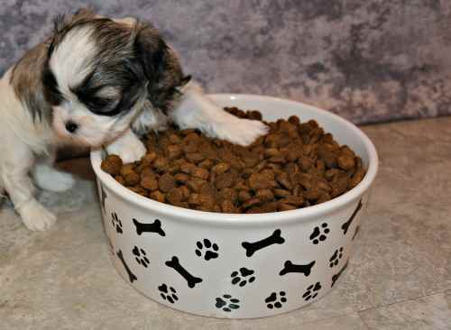 what can puppies eat