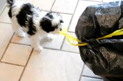 Puppy Proof Your Home before Bringing Home a New Puppy