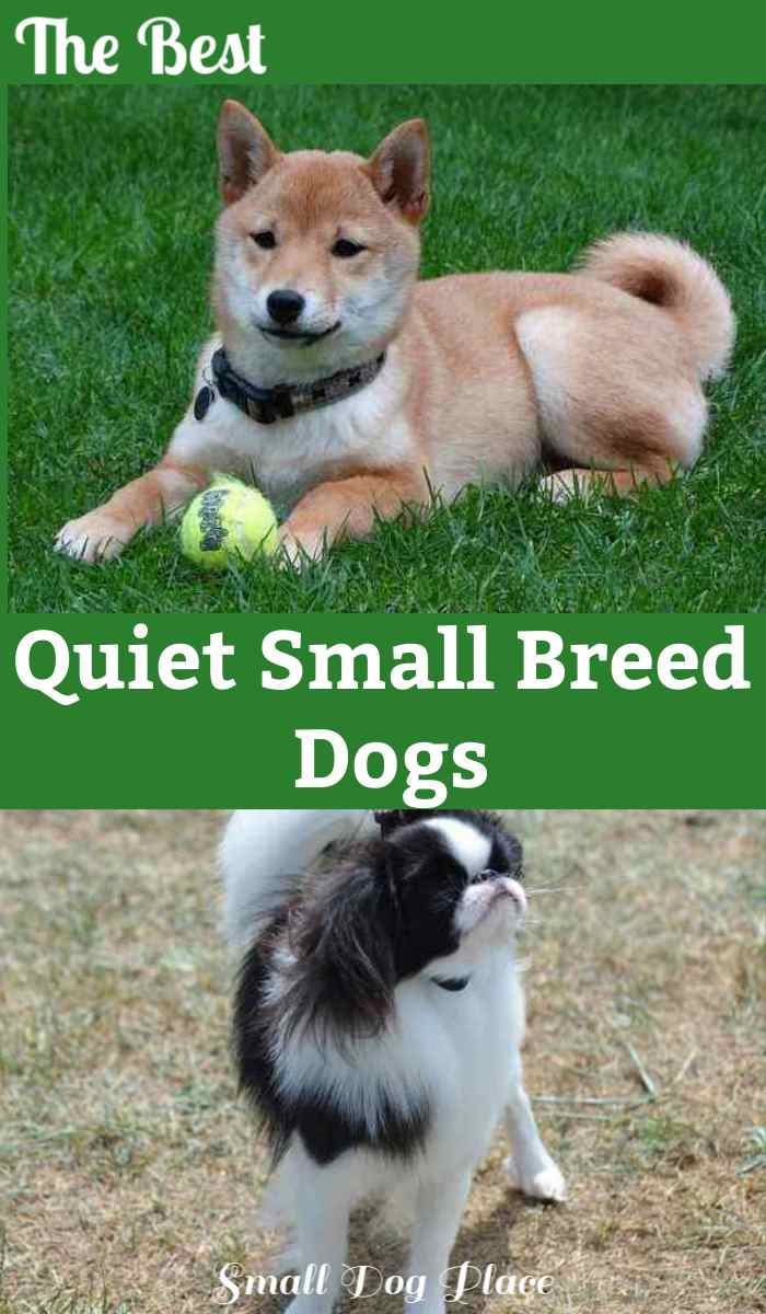 quiet lap dogs
