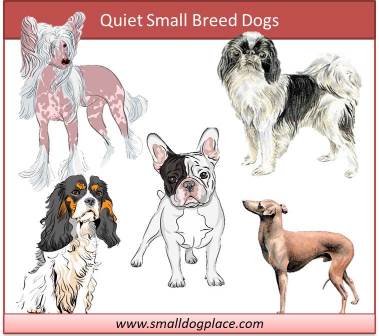 non barking small dogs