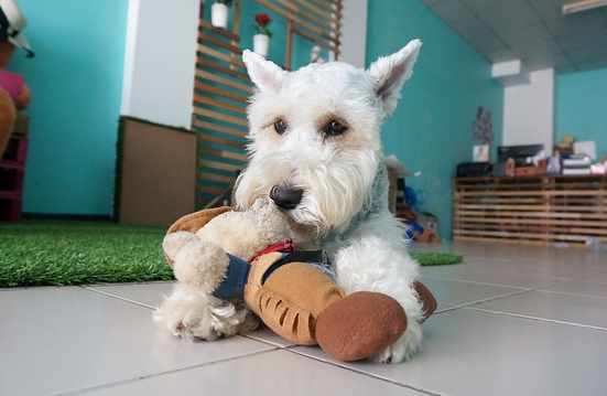 Miniature Schnauzer Holding a Toy