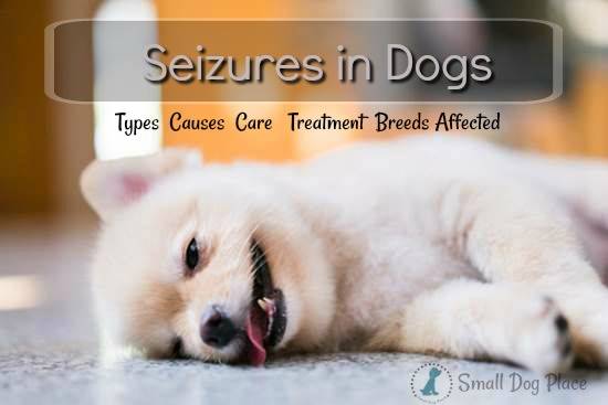 what to do when a dog is having a seizure