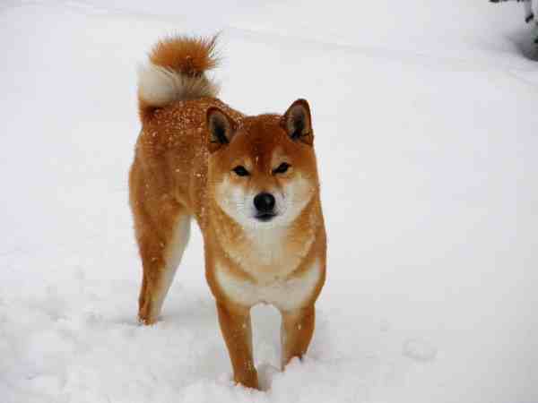 Shiba Inu in the snow