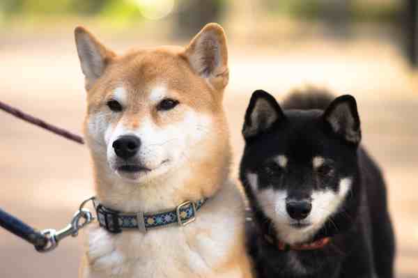 Two adult Shiba Inu dogs