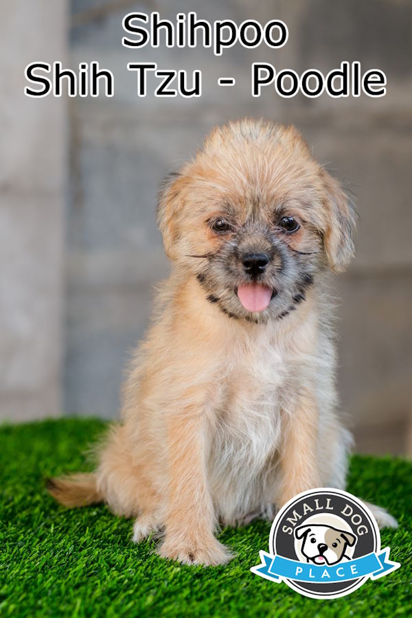 A shih poo sitting on the grass in a pin image