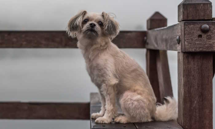 A Shihpoo dog sitting on the dock in front of a body of water