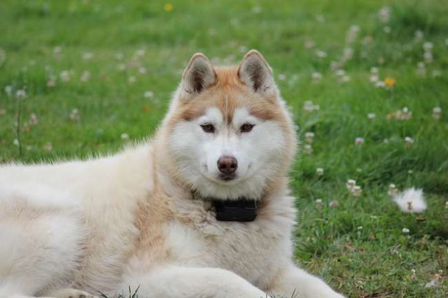 Siberian Husky lying in the grass, facing the camera.