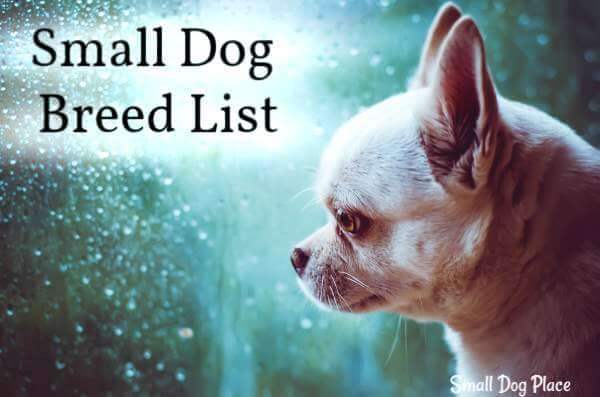 list of small dogs