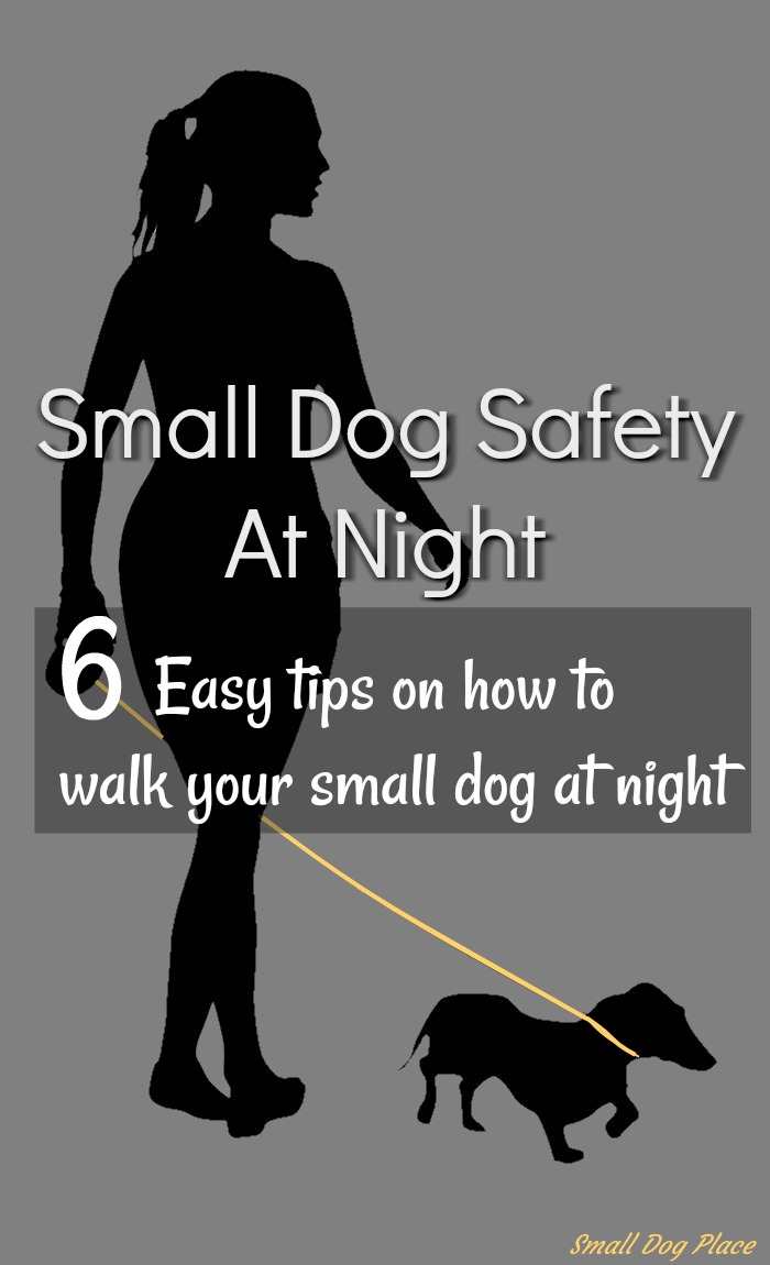 Small Dog Safety at Night Practical Tips for Walking Your Small Dog