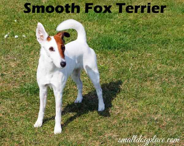 smooth fox terrier grooming