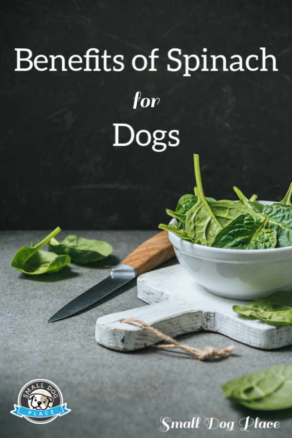 spinach for dogs benefits