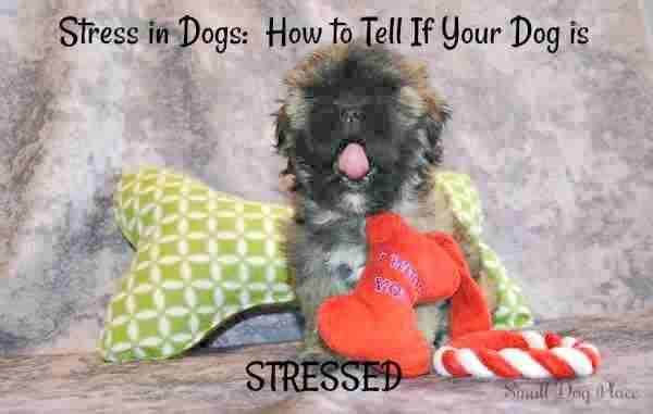 can my dog tell when im stressed