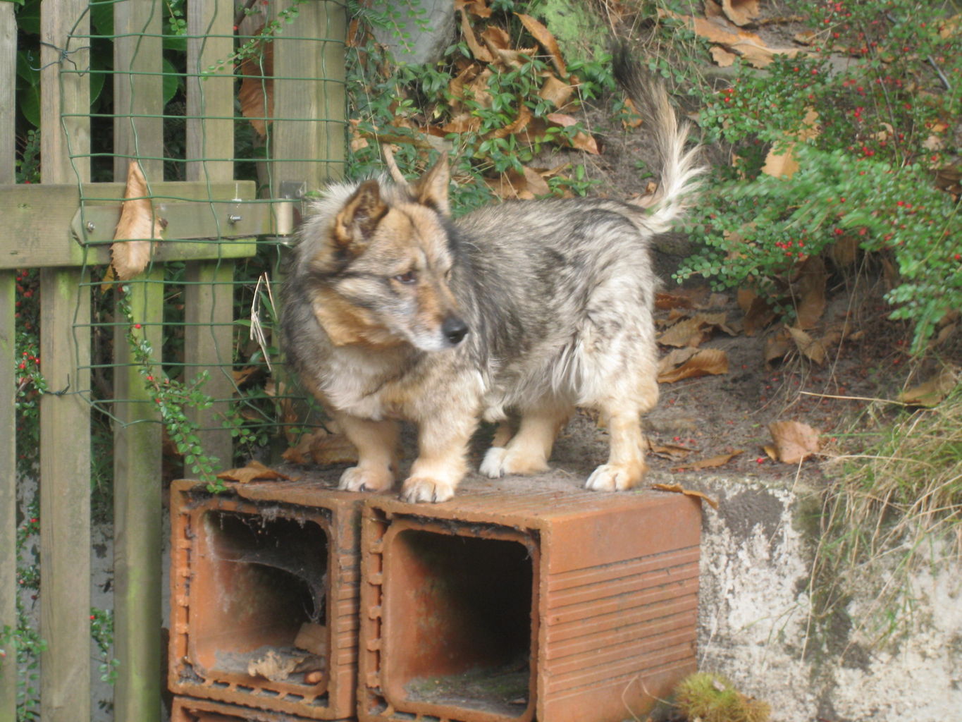 are swedish vallhunds friendly or aggressive with strangers