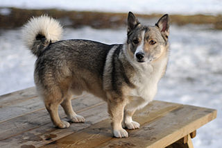 are swedish elkhounds dominant dogs