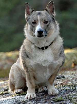 are swedish elkhounds dominant dogs