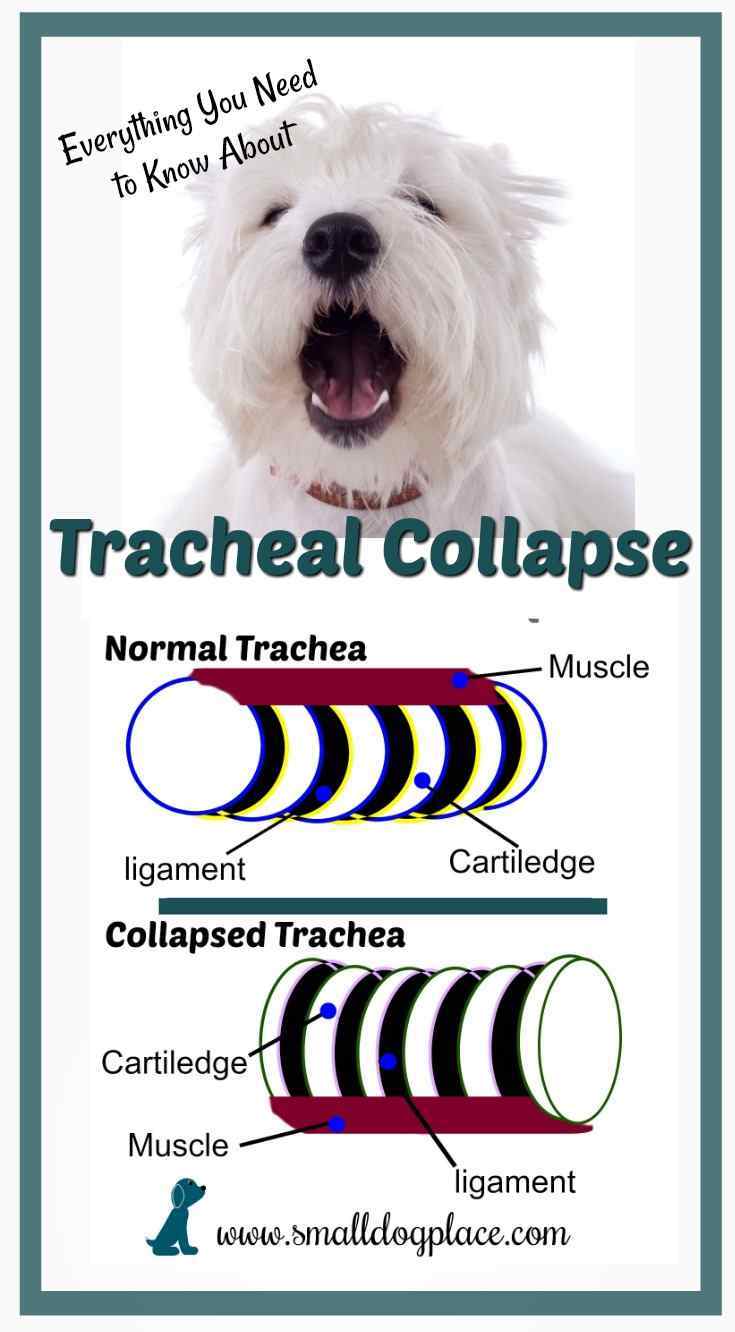 Tracheal Collapse In Small Breed Dogs