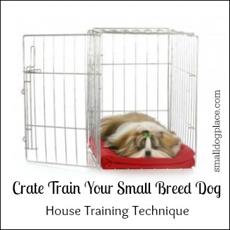 how do you train a small breed dog