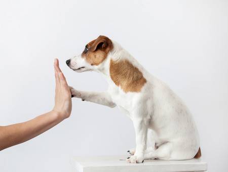 Small Dog Training: How, Where, When 