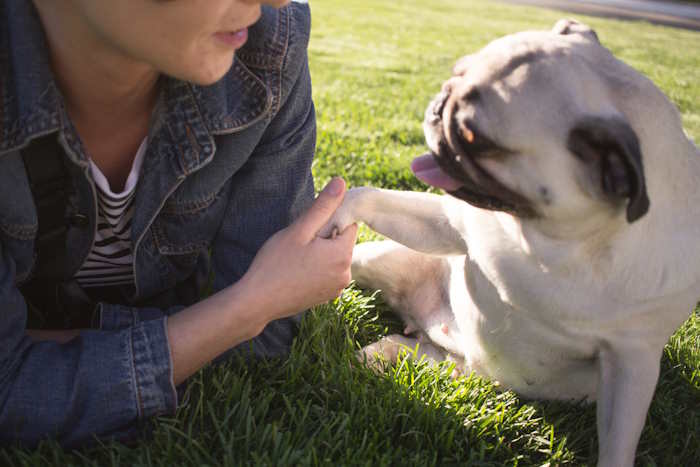 Two syllable dog names:  a woman is talking to a small pug dog