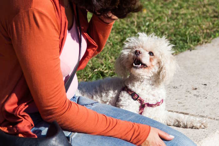 A woman is talking to a small white dog