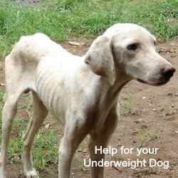 what to feed an underweight dog